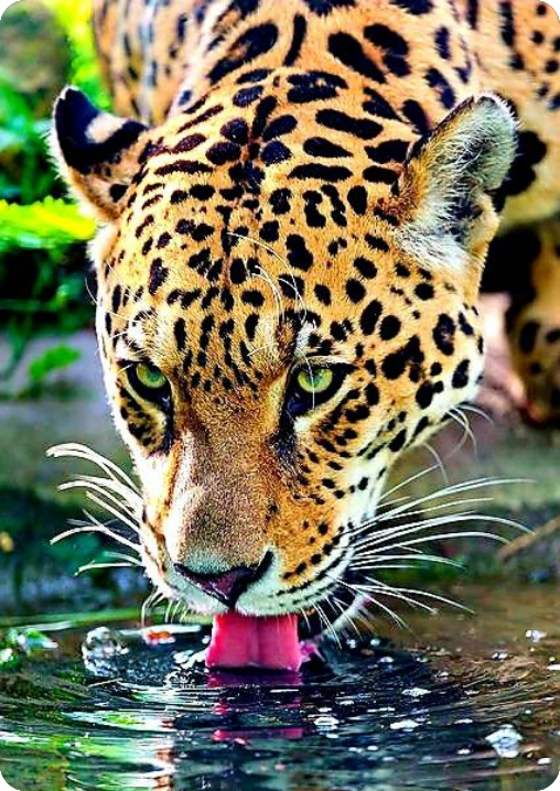 lambendo água da vida